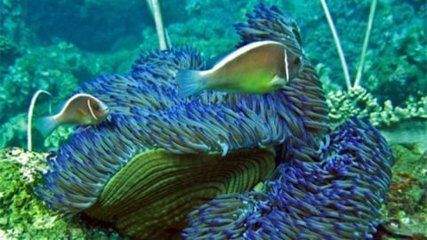 Protecting biodiversity, multiplying life in the ocean depths